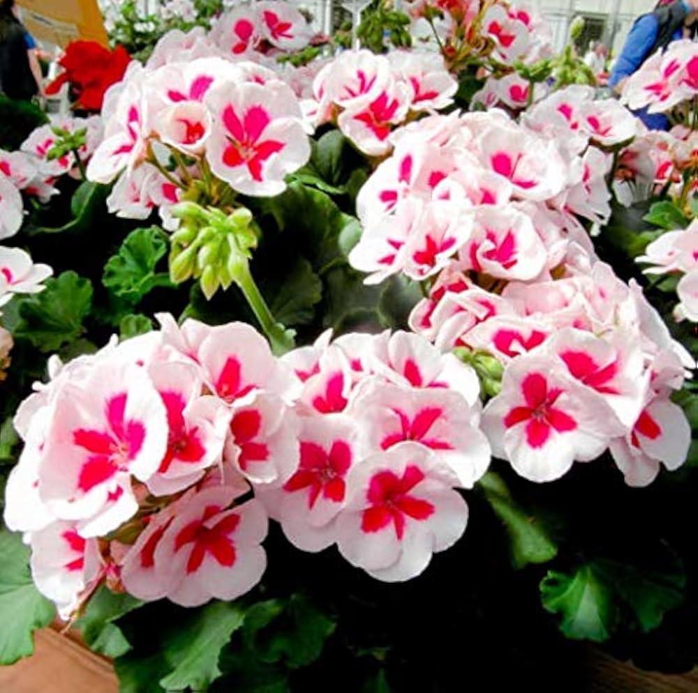 Friske Geranium Pelargonium frø til udplantning, Pink White 100 stk