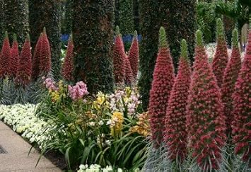 Flower Seeds, Seeds for Planting, Plant Seeds