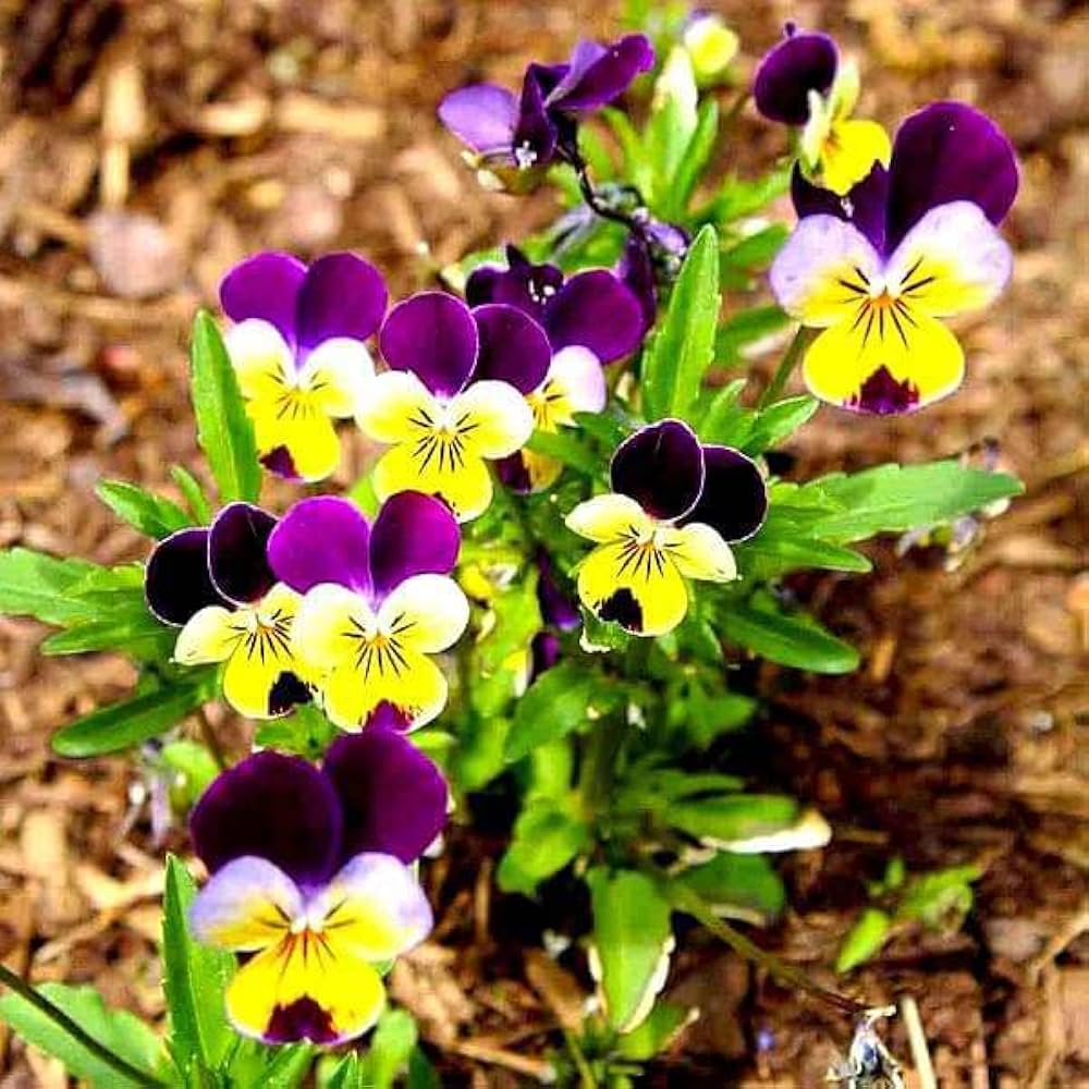 pansy viola flower seeds
