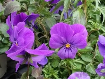 Flower Seeds, Seeds for Planting, Plant Seeds