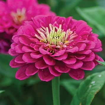 Flower Seeds, Seeds for Planting, Plant Seeds