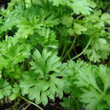Green Petroselinum Crispum Seeds for Planting