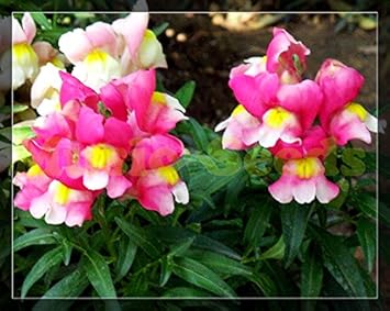 Flower Seeds, Seeds for Planting, Plant Seeds