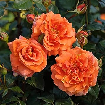 orange full flower seeds