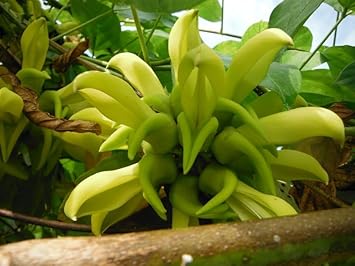 Flower Seeds, Seeds for Planting, Plant Seeds