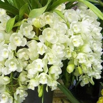 Flower Seeds, Seeds for Planting, Plant Seeds