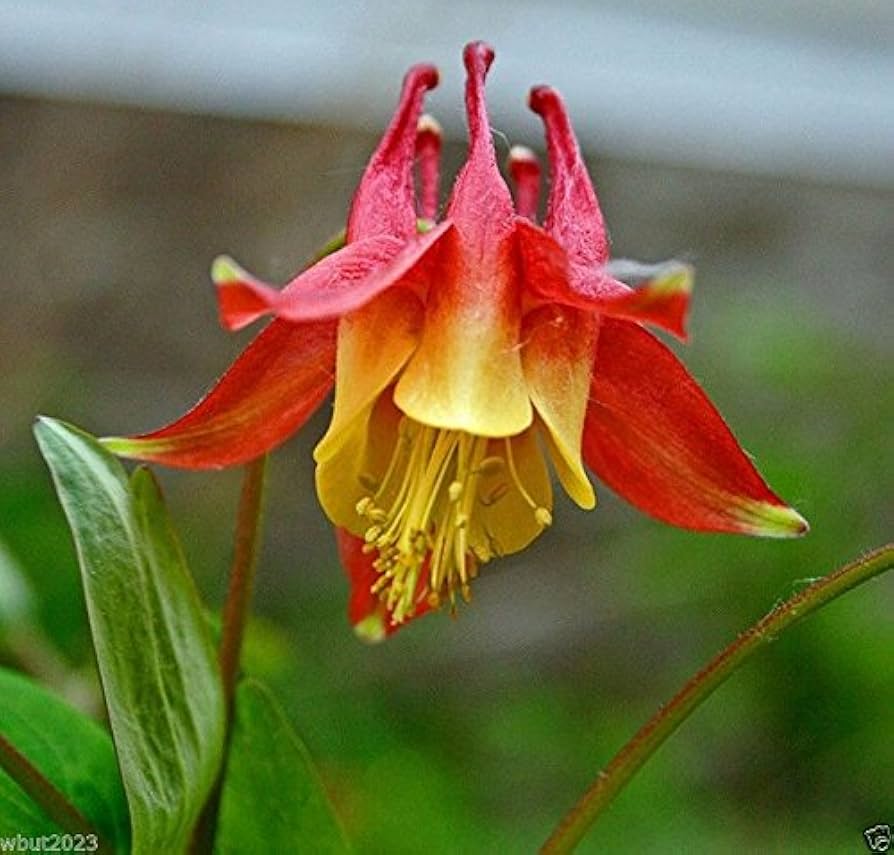 Red Columbine Eastern For Aquilegia Canadensis Flowers Flower Seeds for Home Garden Planting,