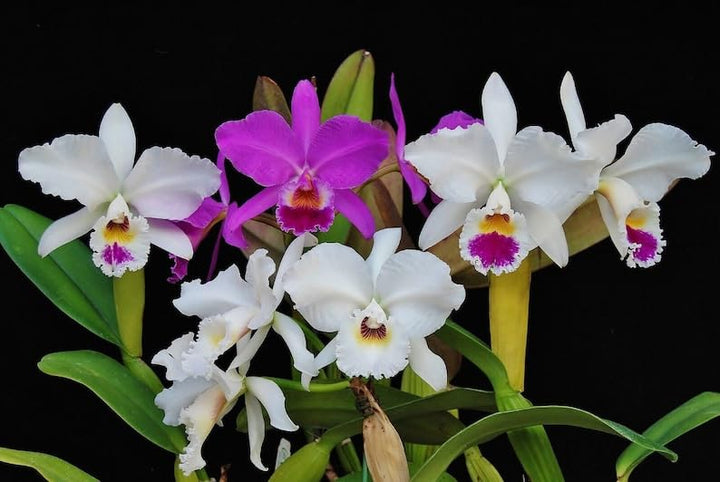 Cattleya Blomsterfrø til udplantning - Lysviolet &amp; Hvid 100 stk