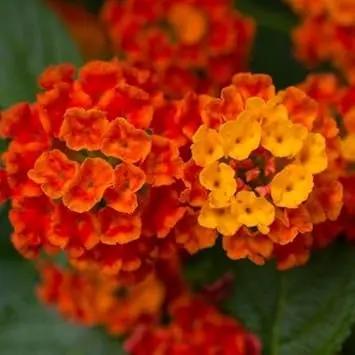 orange lantana flower seeds