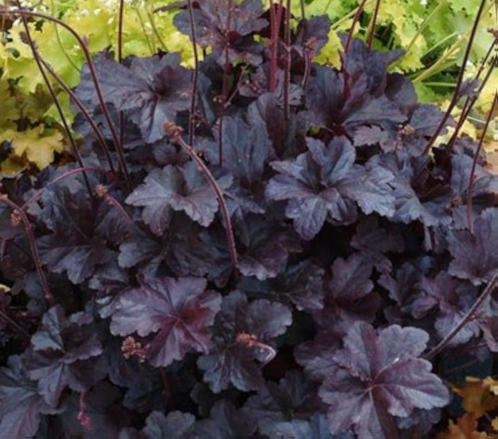 Black Obsidian Plant Seeds for Planting - 100 pcs