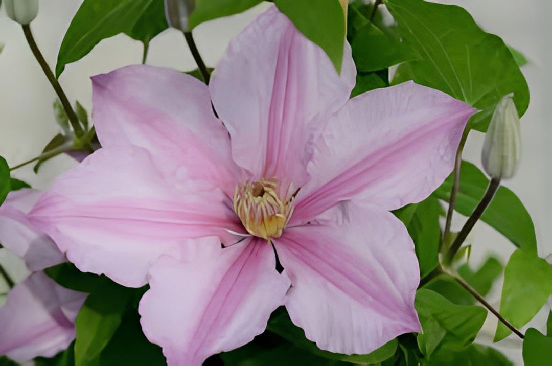 Clematis Baby Pink Flower Seeds for Planting - 100 pcs