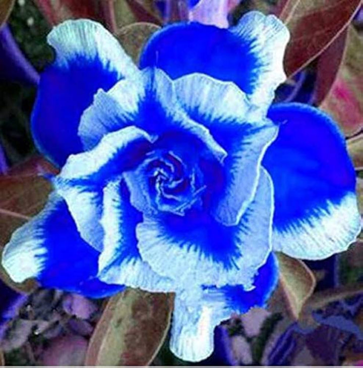Heirloom Non-GMO Deep Blue Adenium Obesum Flower Seeds for Planting – Desert Rose Seeds
