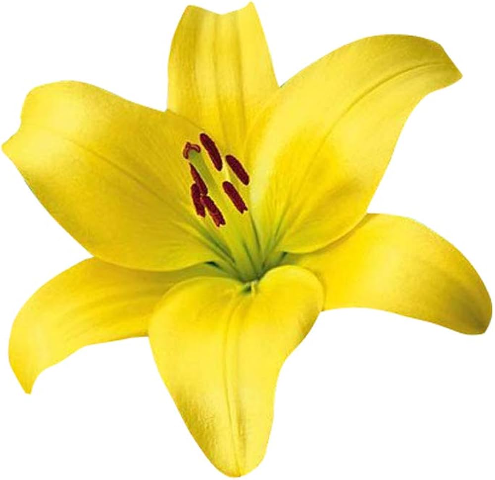 Heirloom Non-GMO Lily Flower Seeds for Planting – Fragrant Perennial Blooms for Garden & Pots