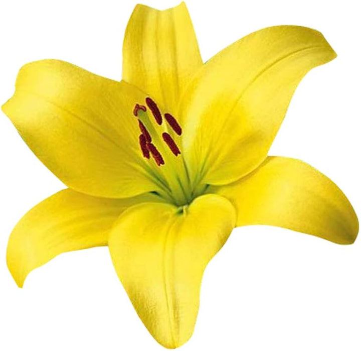 Heirloom Non-GMO Lily Flower Seeds for Planting – Fragrant Perennial Blooms for Garden & Pots