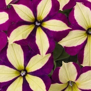 yellow violet flower seeds