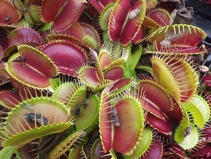venus flytrap flower seeds