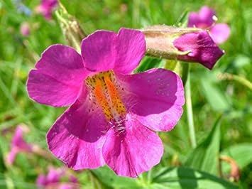 purple mimulus flower seeds