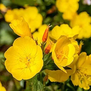 primrose oenothera flower seeds