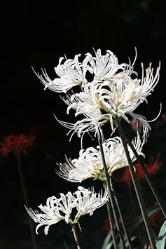 white organic flower seeds