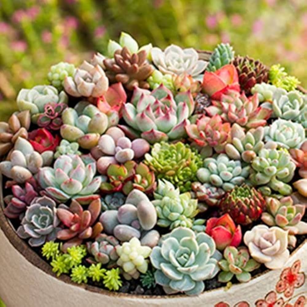 mini succulent flower seeds