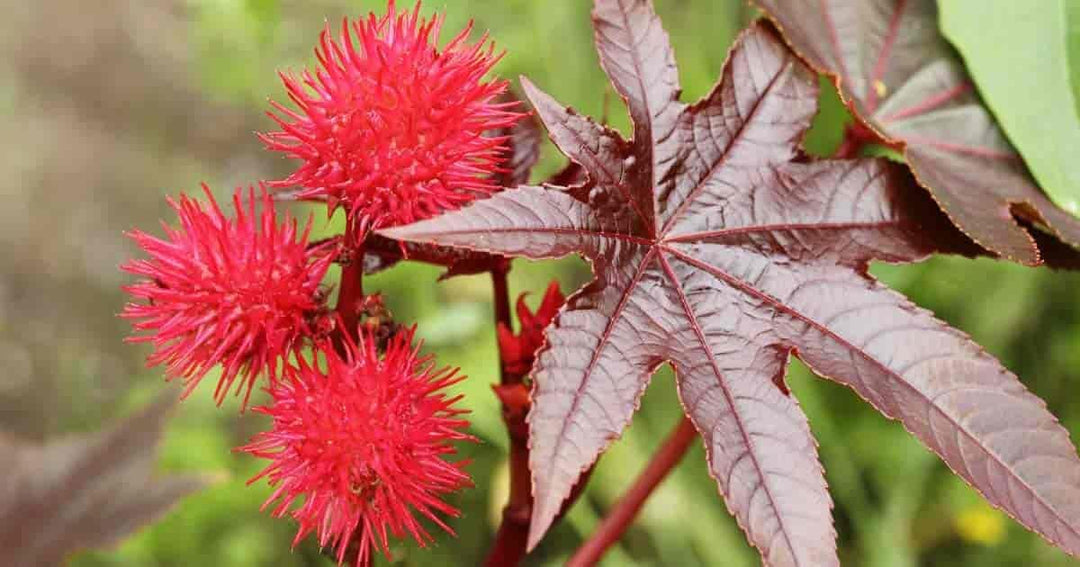heirloom non flower seeds