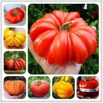 Multi-Color Big Tomato Seeds for Planting