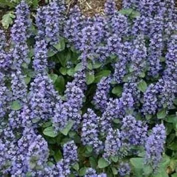 blue ajuga flower seeds