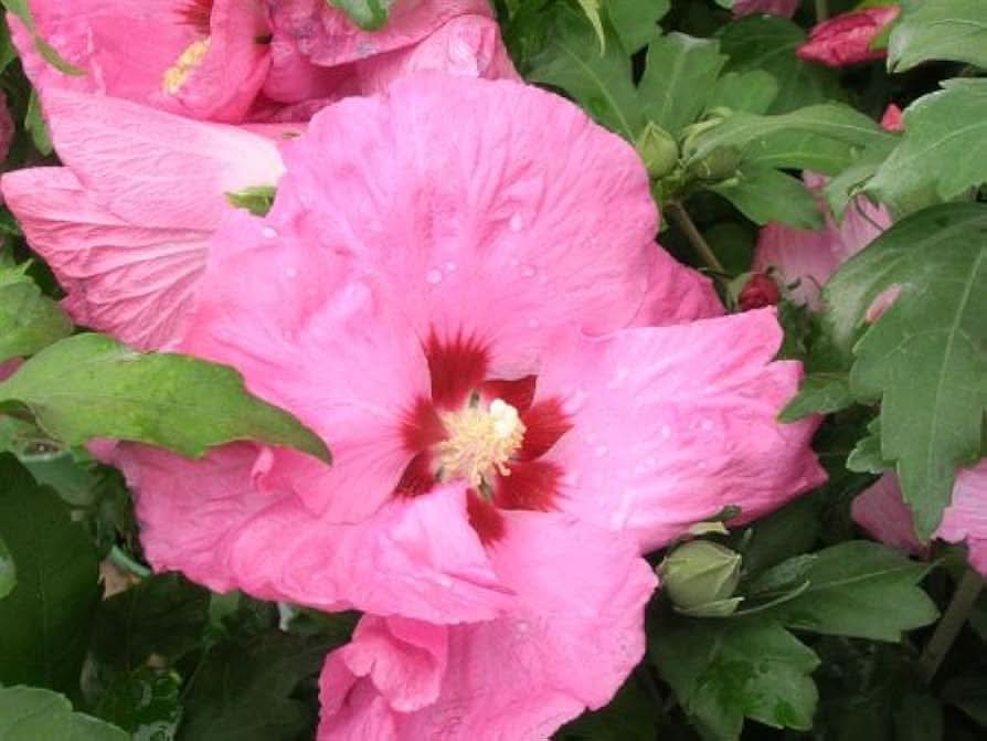 sharon hibiscus flower seeds