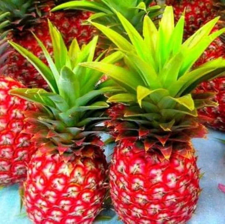 Red Pineapple Fruit Seeds for Planting - Heirloom Seeds for Home Garden, GMO Free Seeds