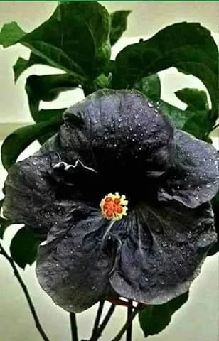 black hibiscus flower seeds