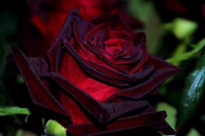 dark gray flower seeds