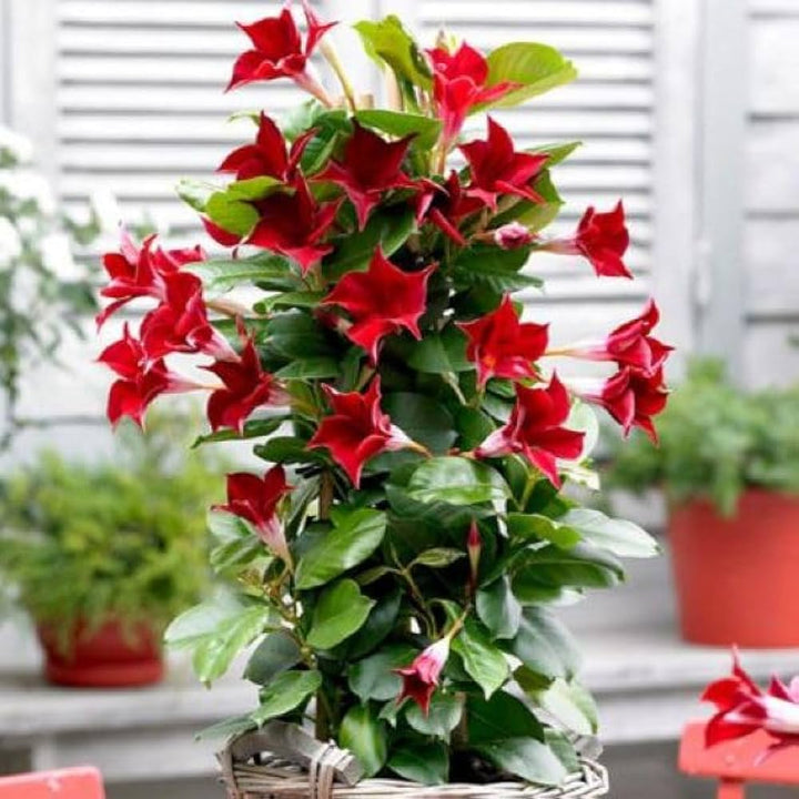 Red Mandevilla Sanderi Flower Seeds for Planting - Ideal for Home Garden, GMO Free Seeds