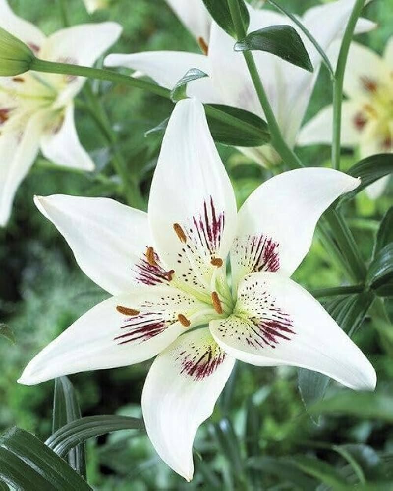 white pure flower seeds