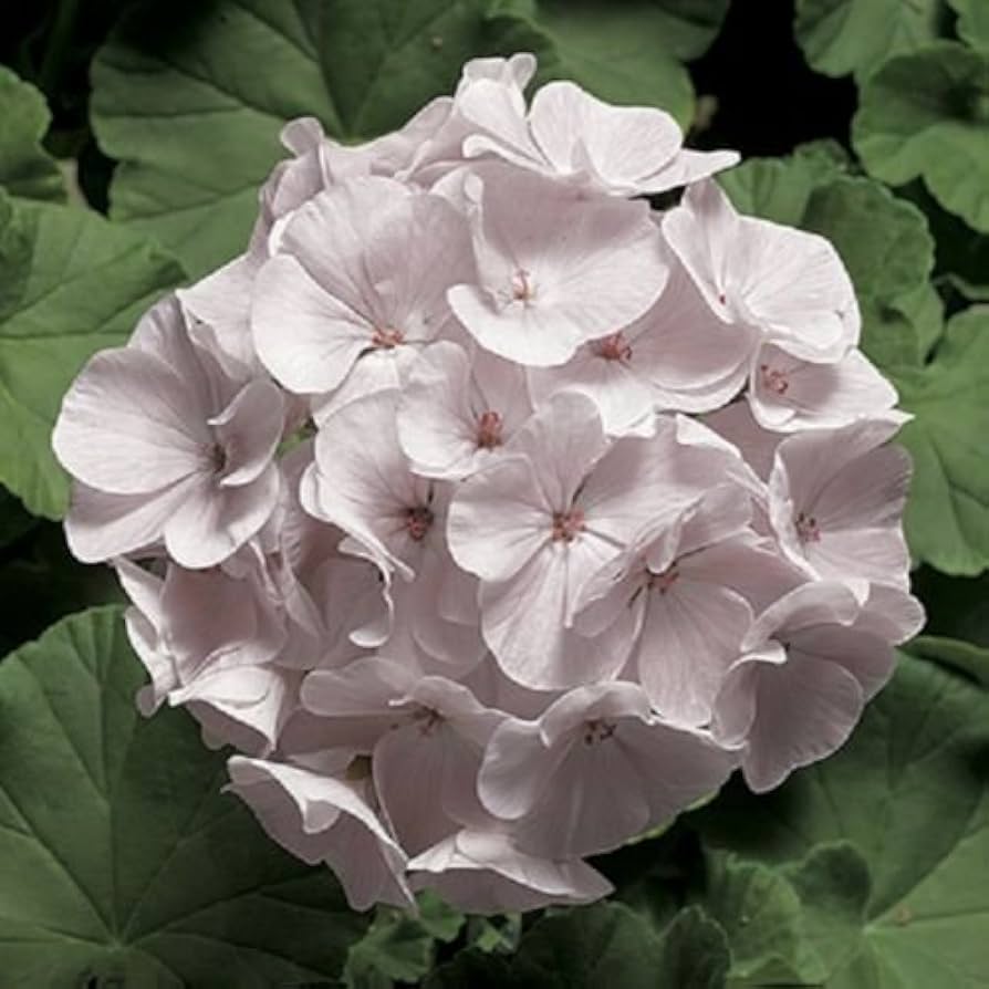 pinto blush flower seeds