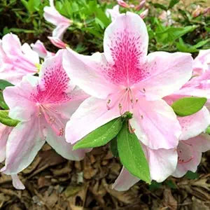 Baby Pink Azalea Flower Seeds for Planting - 100 pcs