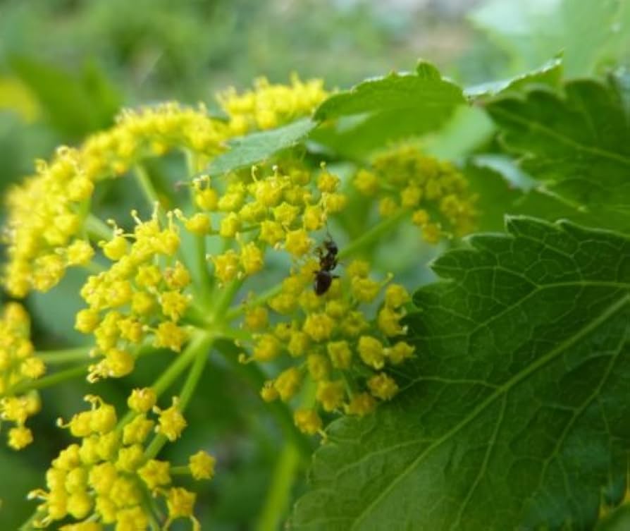 golden alexander flower seeds
