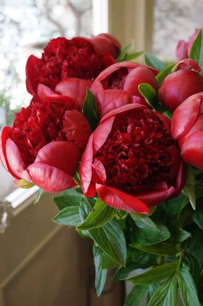 Golden Red Kinkaku Peony Flower Of Dark Light Peony Garden Decoration Flower Seeds Home
