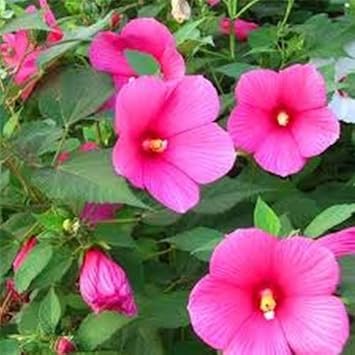 pink trimestris flower seeds