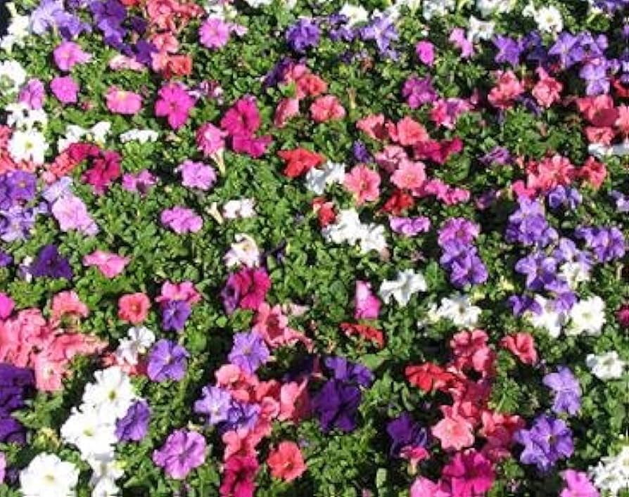 mixed petunia flower seeds