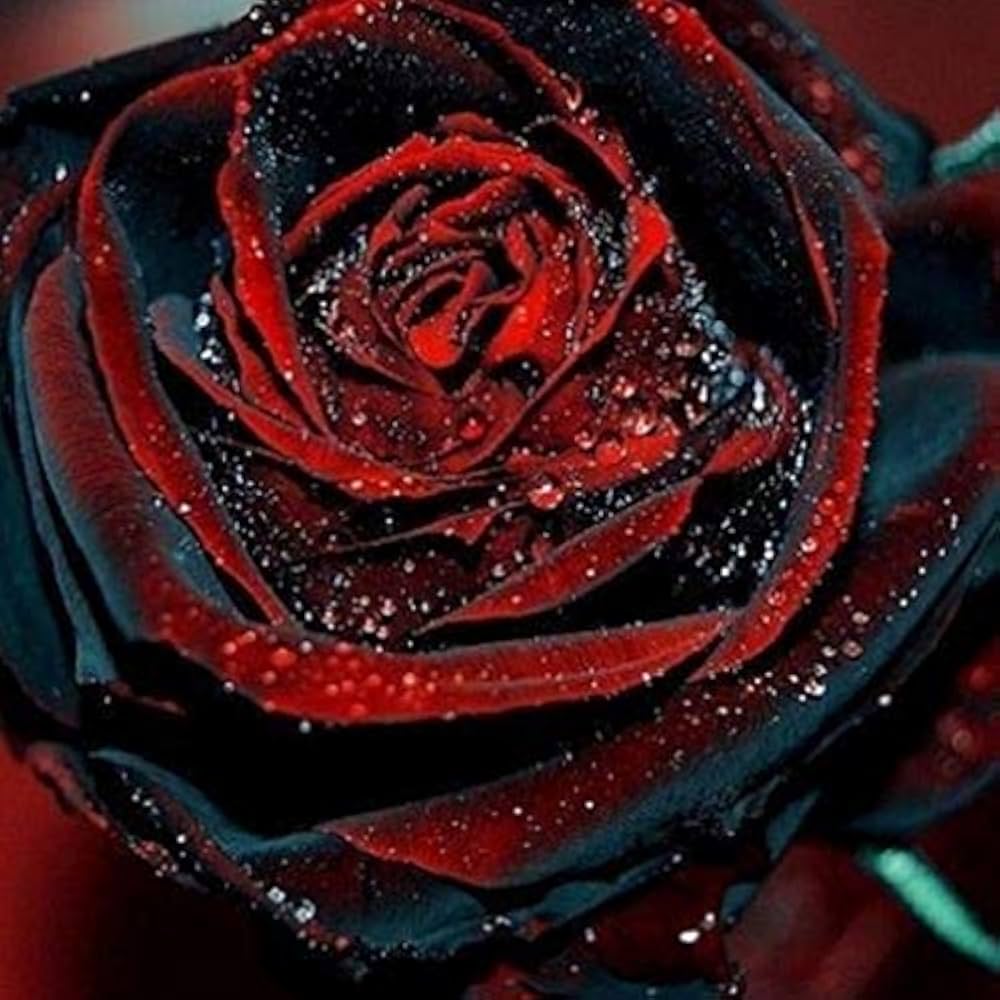 Deep Red  Rose Flower Seeds for Planting, 100 pcs