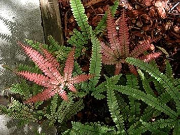 Flower Seeds, Seeds for Planting, Plant Seeds