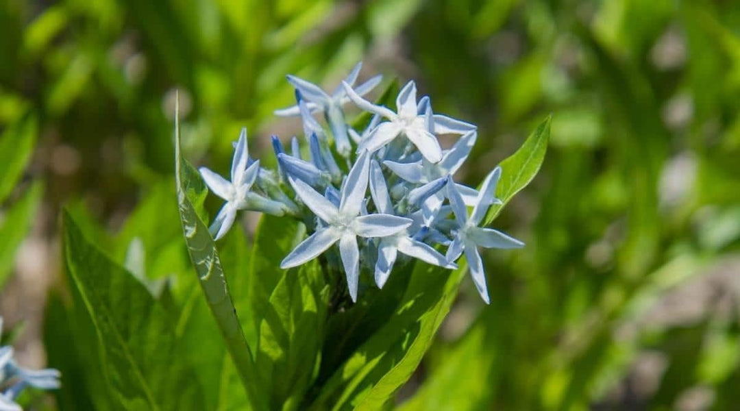 amsonia hubrichtii flower seeds