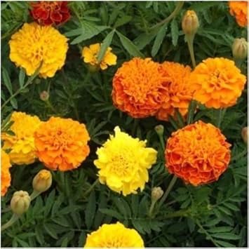 mix marigold flower seeds