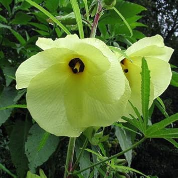 Flower Seeds, Seeds for Planting, Plant Seeds