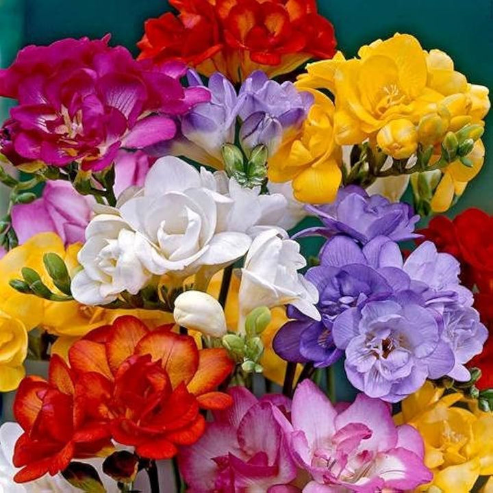 Blandede farve freesia blomsterfrø til plantning 100 stk