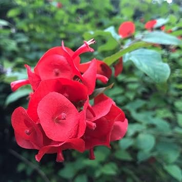 heirloom non flower seeds