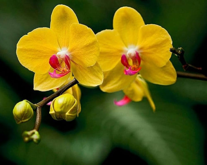 Deep Yellow Phalaenopsis Orchid Flower Seeds for Planting – Heirloom, Non-GMO, High Germination Exotic Seeds