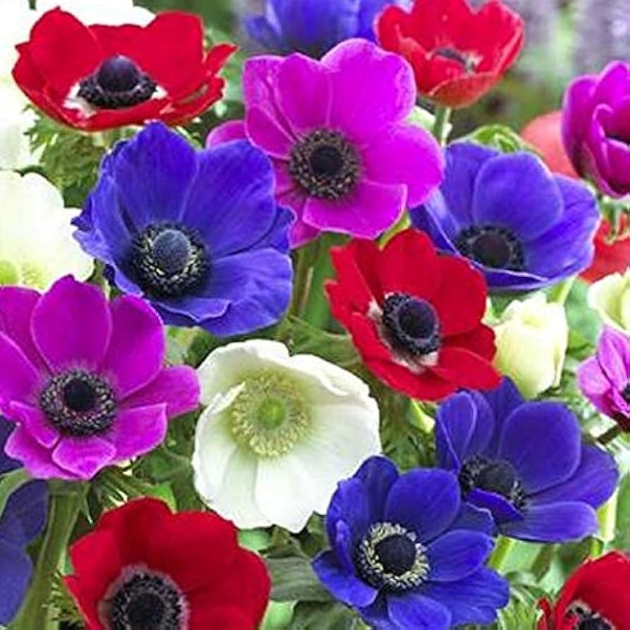 anemone anemone flower seeds