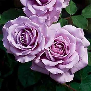 Flower Seeds, Seeds for Planting, Plant Seeds