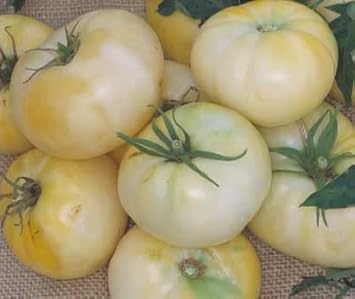 Light Yellow Tomato Seeds for Planting
